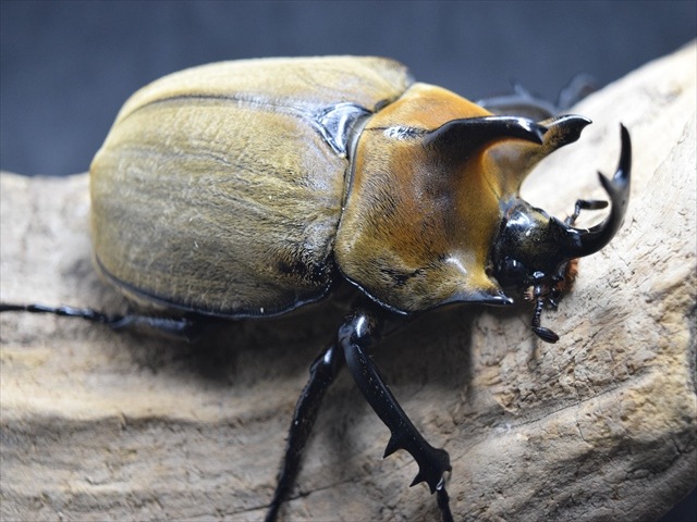 大型ペア】ギアスルンバッシャー【新成虫】 | 外国産カブトムシ 成虫 | 極