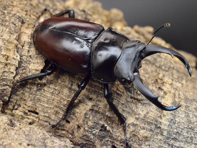 ※希少(赤ドンキ)！ドンキエ−ルコクワガタ野外標本PA 希少(赤ドンキ)！ドンキエ−ルコクワガタ野外標本PA 希少(赤