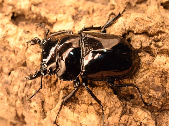 タランドゥス（タランドス）オオツヤクワガタ50mm成虫ペア