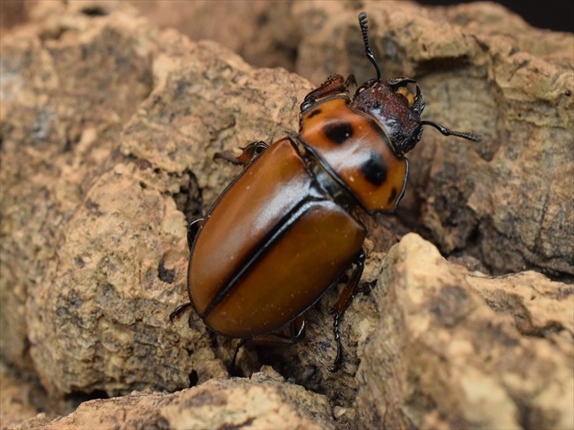 【新成虫】グラディアトールメンガタクワガタ50mmペア
