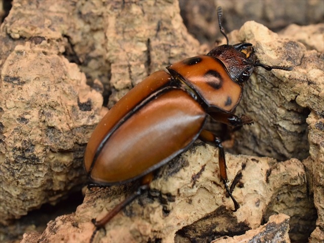 【新成虫】グラディアトールメンガタクワガタ50mmペア