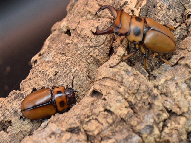 【新成虫】グラディアトールメンガタクワガタ50mmペア