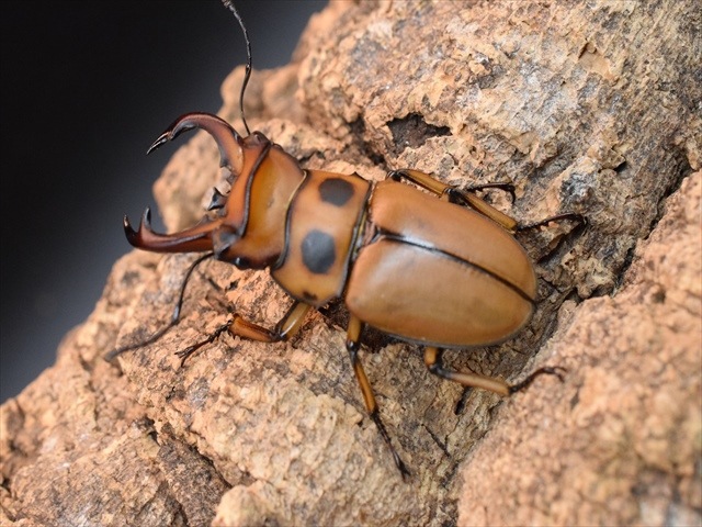 【新成虫】グラディアトールメンガタクワガタ50mmペア