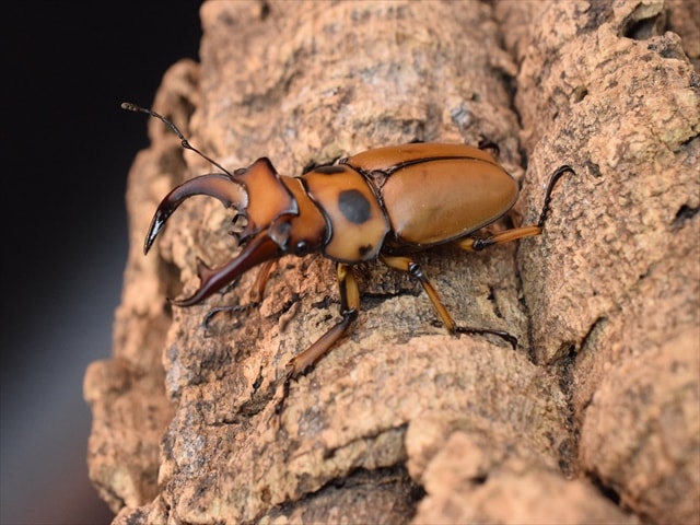【新成虫】グラディアトールメンガタクワガタ50mmペア