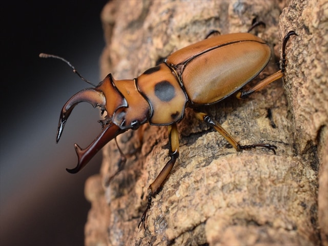 【新成虫】グラディアトールメンガタクワガタ50mmペア