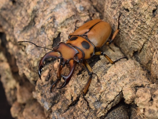 【新成虫】グラディアトールメンガタクワガタ50mmペア