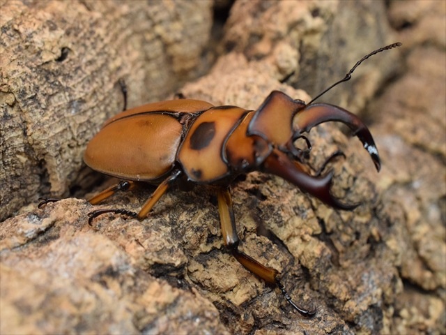 【新成虫】グラディアトールメンガタクワガタ50mmペア