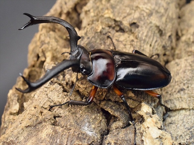 ディディエールシカクワガタ WDF2 ♂64mm ♀39mm キャメロンハイランド産 ディディエールシカクワガタ（ゲンティンハイランド産 ）☆♂68,♀39