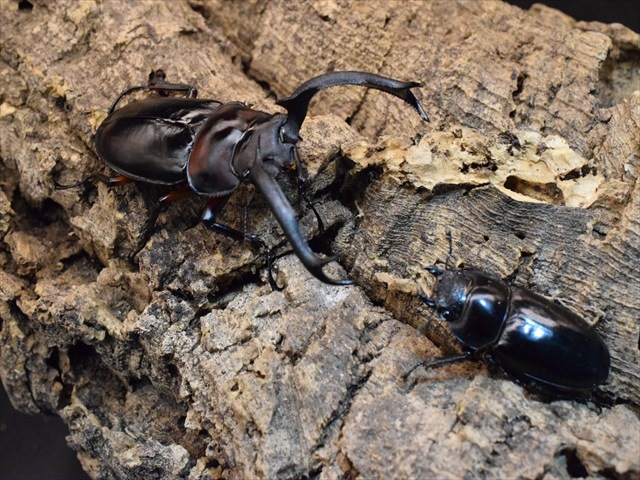 ※特大・良型　ディディエ−ルシカクワガタ♂野外標本 特大・良型 ディディエ−ルシカクワガタ♂野外標本 BE-KUWA NO