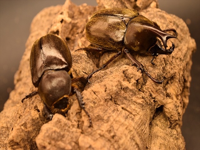 即ブリ可】ケブカヒメカブト60mmペア | 外国産カブトムシ 成虫 | 極