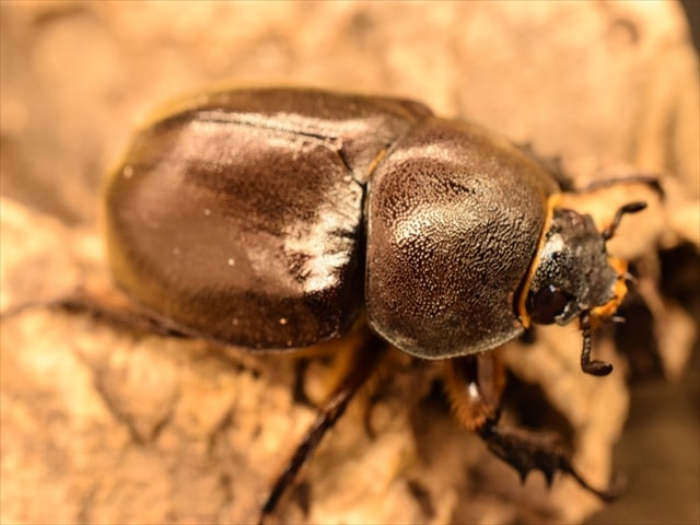 即ブリ可】ケブカヒメカブト60mmペア | 外国産カブトムシ 成虫 | 極