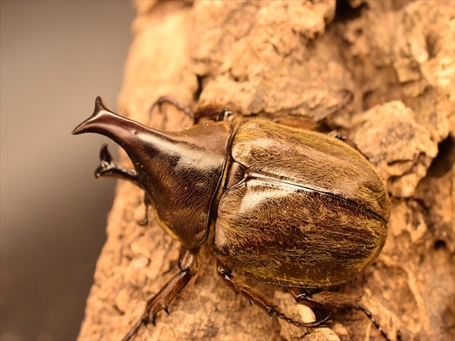即ブリ可】ケブカヒメカブト60mmペア | 外国産カブトムシ 成虫 | 極