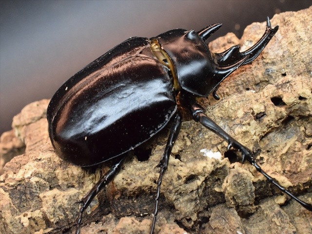 大型ペア】アクティオンゾウカブト（アクタエオンゾウカブト）【新成虫