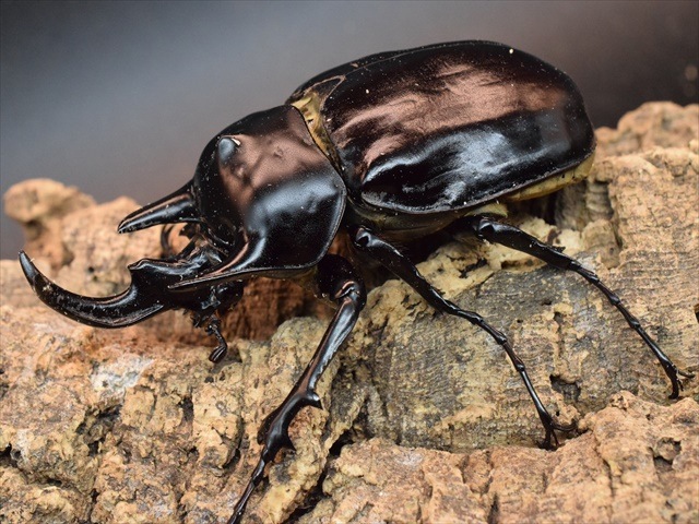 大型ペア】アクティオンゾウカブト（アクタエオンゾウカブト）【新成虫
