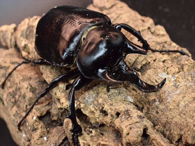 大型ペア】アクティオンゾウカブト（アクタエオンゾウカブト）【新成虫