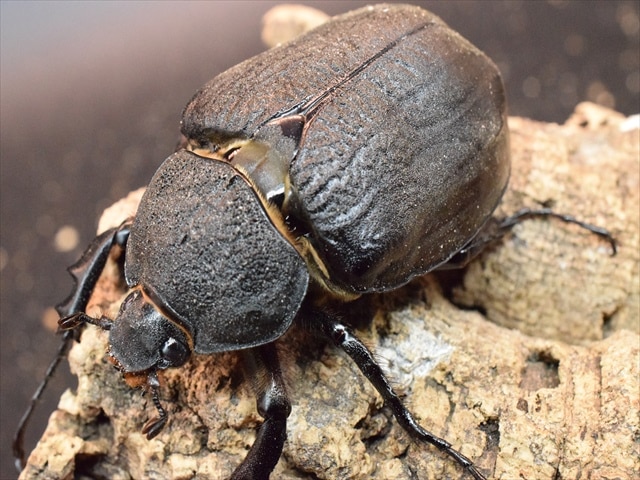 大型ペア】アクティオンゾウカブト（アクタエオンゾウカブト）【新成虫