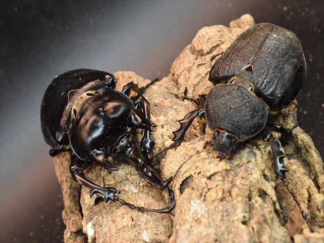 大型ペア】アクティオンゾウカブト（アクタエオンゾウカブト）【新成虫