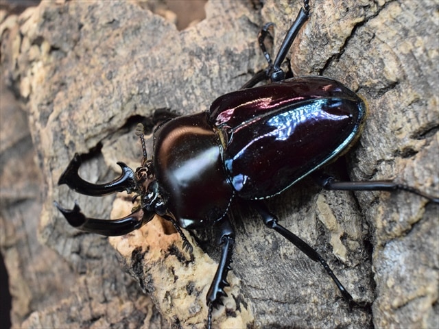 ※ニジイロクワガタ野外標本PAセット Amazon.co.jp: 虫の標本 ニジイロクワガタ Phalacrognathus