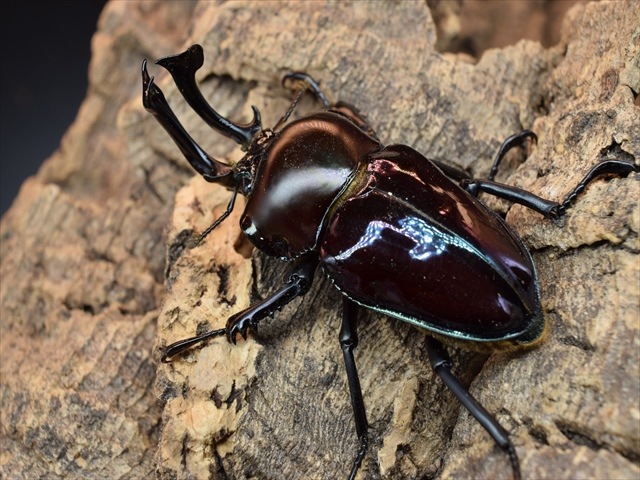 パープル血統】ニジイロクワガタ53mm爆産セット | 外国産クワガタ