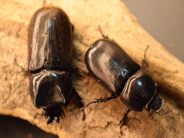 即ブリ可】ヒラヅツツサイカブト50mmペア | 外国産カブトムシ 成虫 | 極