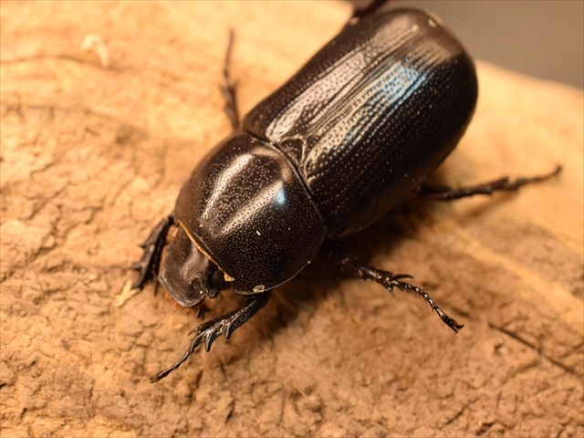 即ブリ可】ヒラヅツツサイカブト50mmペア | 外国産カブトムシ 成虫 | 極