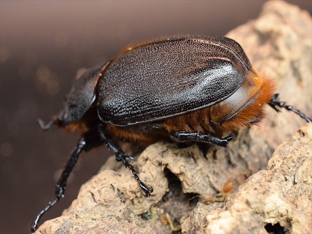 昆虫標本　大型サタンオオカブト103mm 飼育個体 新成虫】サタンオオカブト74mmペア | すべての商品 | 極