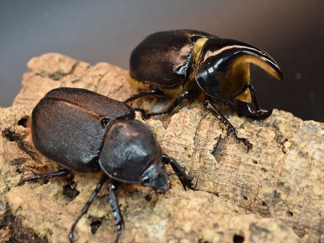 新成虫】サタンオオカブト74mmペア | すべての商品 | 極