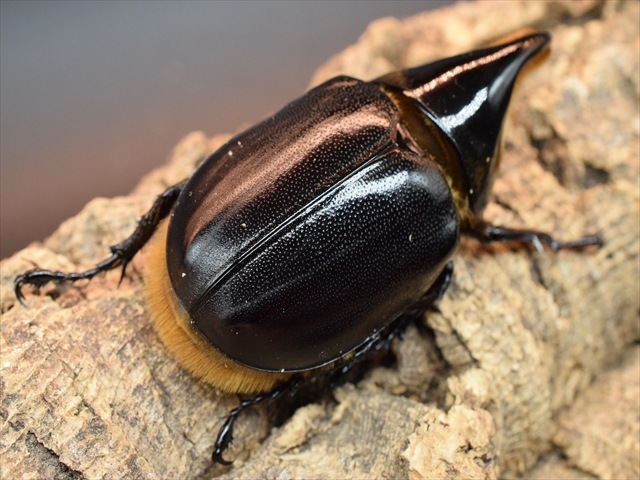 サタンオオカブト♂ サタンオオカブト - Wikipedia