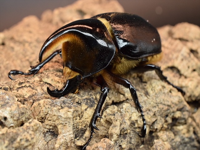 新成虫】サタンオオカブト74mmペア | すべての商品 | 極