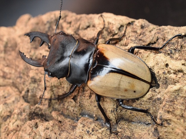 ブルマイスターツヤクワガタ76mmペア | すべての商品 | 極