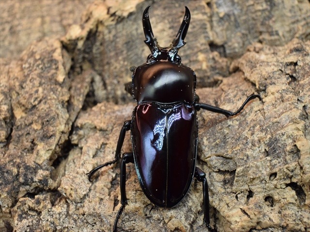 パープル血統】ニジイロクワガタ43mm爆産セット | 外国産クワガタ