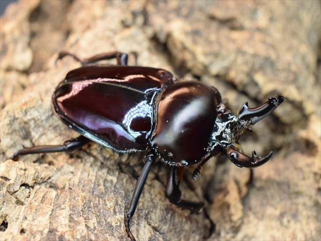 パープル血統】ニジイロクワガタ43mm爆産セット | 外国産