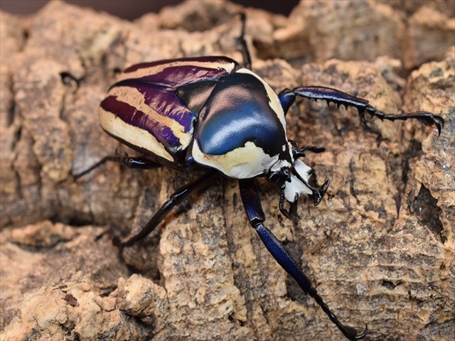 【新成虫】シロヘリミドリツノカナブンペア