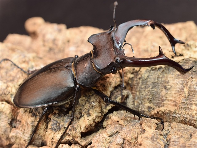 ユダイクスミヤマクワガタ84ｍｍペア