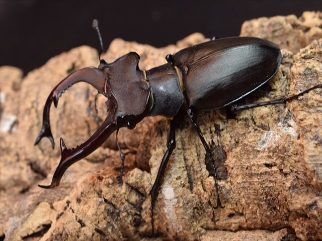 ユダイクスミヤマクワガタ84ｍｍペア