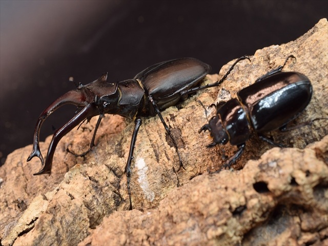 ユダイクスミヤマクワガタ84ｍｍペア