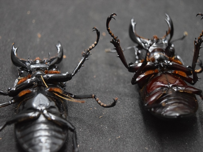 赤い目のタランドゥスツヤクワガタ 赤い目のタランドゥスツヤクワガタ