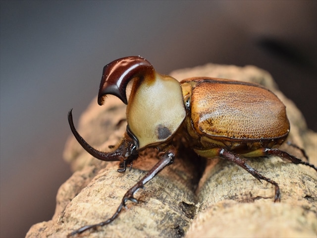 新成虫】ゴロファクラビゲール58mmペア | 外国産カブトムシ 成虫 | 極