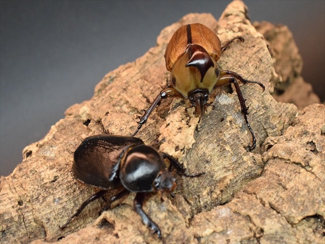 新成虫】ゴロファクラビゲール58mmペア | 外国産カブトムシ 成虫 | 極