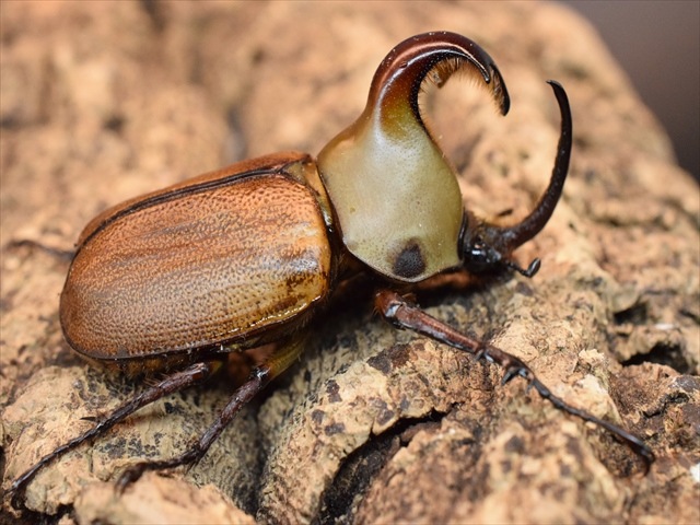 新成虫】ゴロファクラビゲール58mmペア | 外国産カブトムシ 成虫 | 極