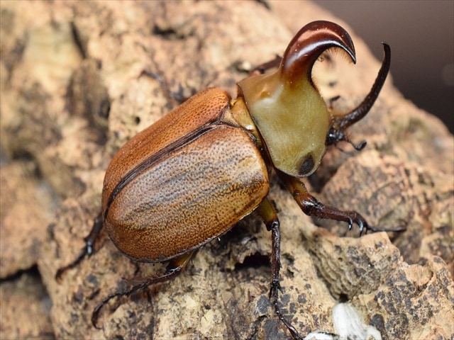 新成虫】ゴロファクラビゲール58mmペア | 外国産カブトムシ 成虫 | 極