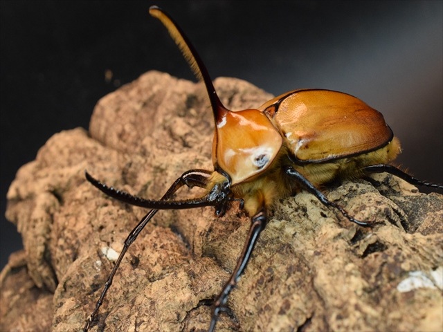 成虫ペア】ゴロファポルテリ（ノコギリタテヅノカブト）【新成虫LL