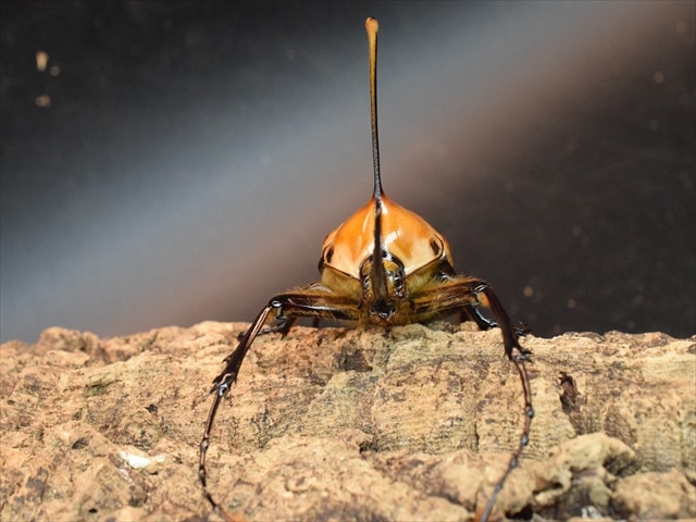 成虫ペア】ゴロファポルテリ（ノコギリタテヅノカブト）【新成虫LL