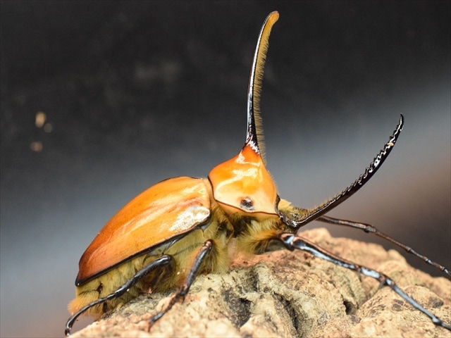 成虫ペア】ゴロファポルテリ（ノコギリタテヅノカブト）【新成虫LL