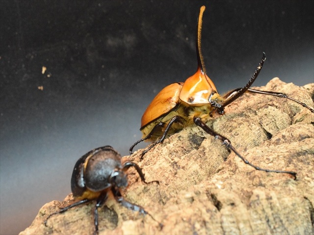 ゴロファ ミヌトゥス 新成虫ペア 極美 ゴロファ ミヌトゥス 新成虫 ペア ④