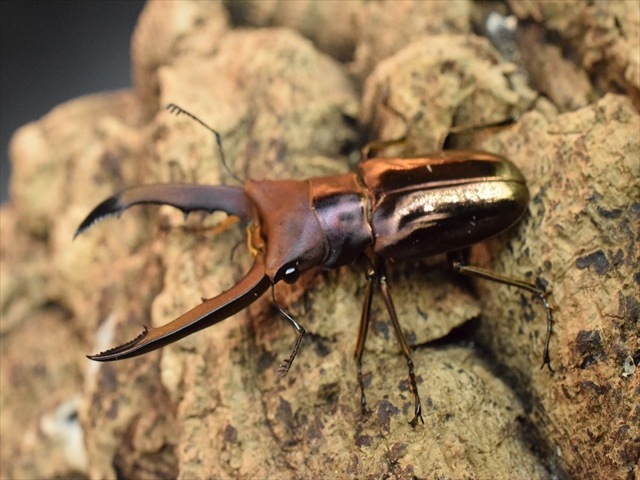♂単品】メタリフェルホソアカクワガタ50mm | 外国産クワガタ 成虫