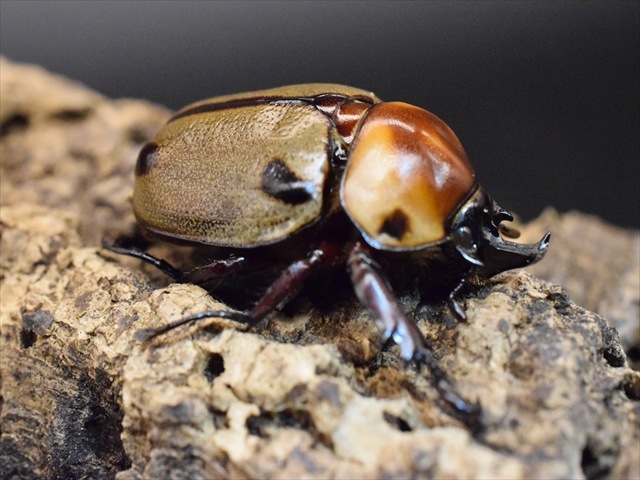 ヨツボシヒナカブト 即ブリ♂単 ヨツボシヒナカブト ♀単 ③