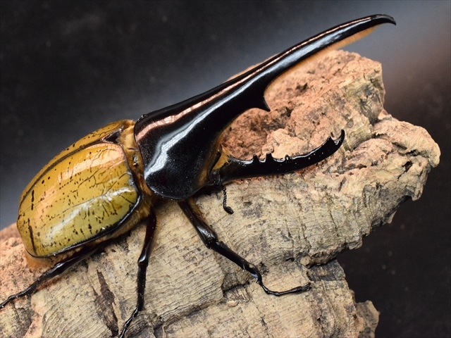 【美形】ヘラクレス・ヘラクレス146ｍｍペア