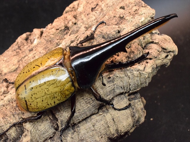 【美形】ヘラクレス・ヘラクレス146ｍｍペア