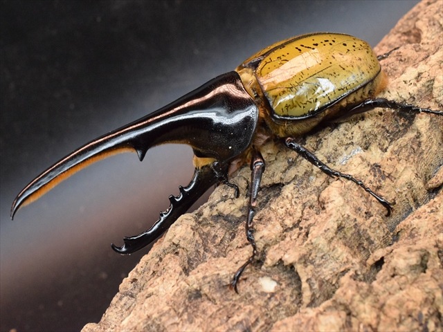 【美形】ヘラクレス・ヘラクレス146ｍｍペア